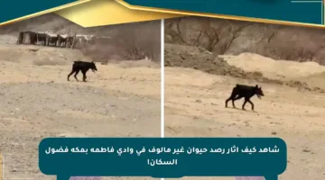 شاهد كيف أثار رصد حيوان غير مألوف في وادي فاطمة بمكة فضول السكان!